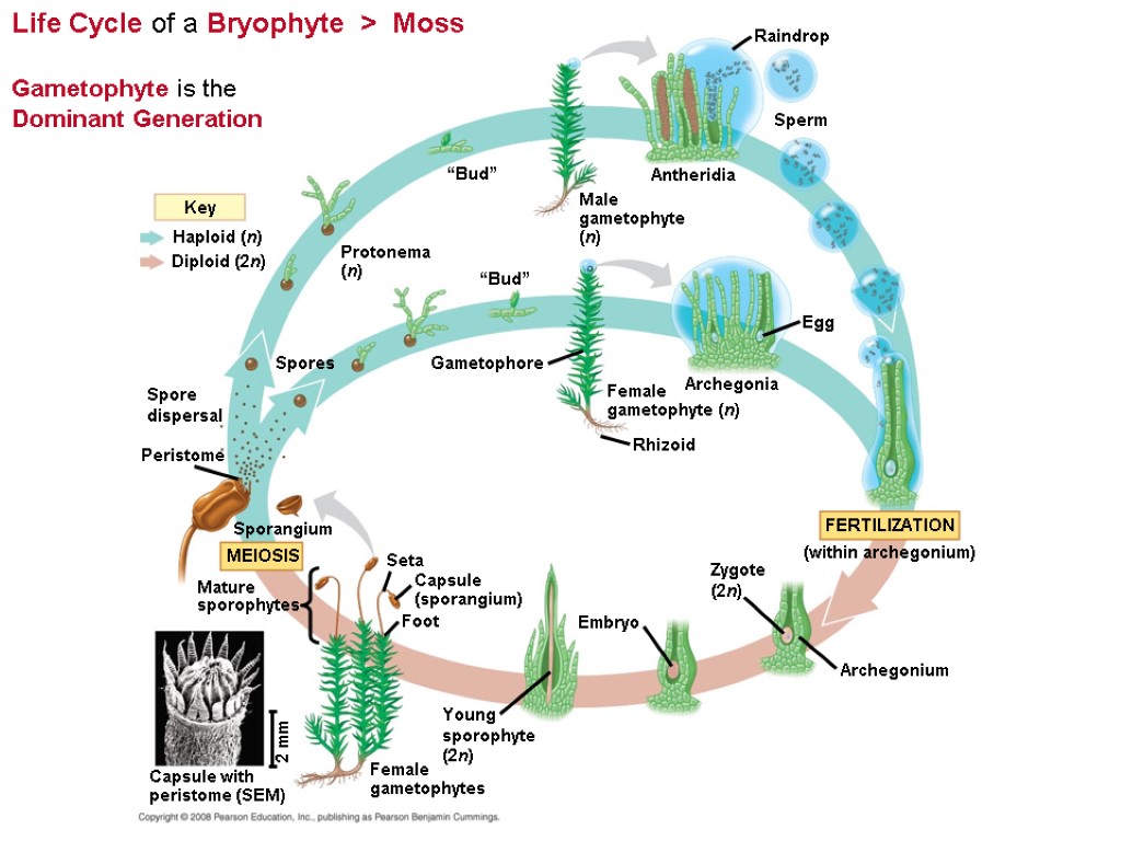 Life Cycle of a Bryophyte > Moss Gametophyte is the Dominant Generation Key Haploid